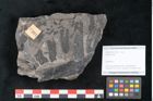 Foto (Objekt + Etikett) von Plantae indet.  (NHMW-GEO-2024-0188-11204)